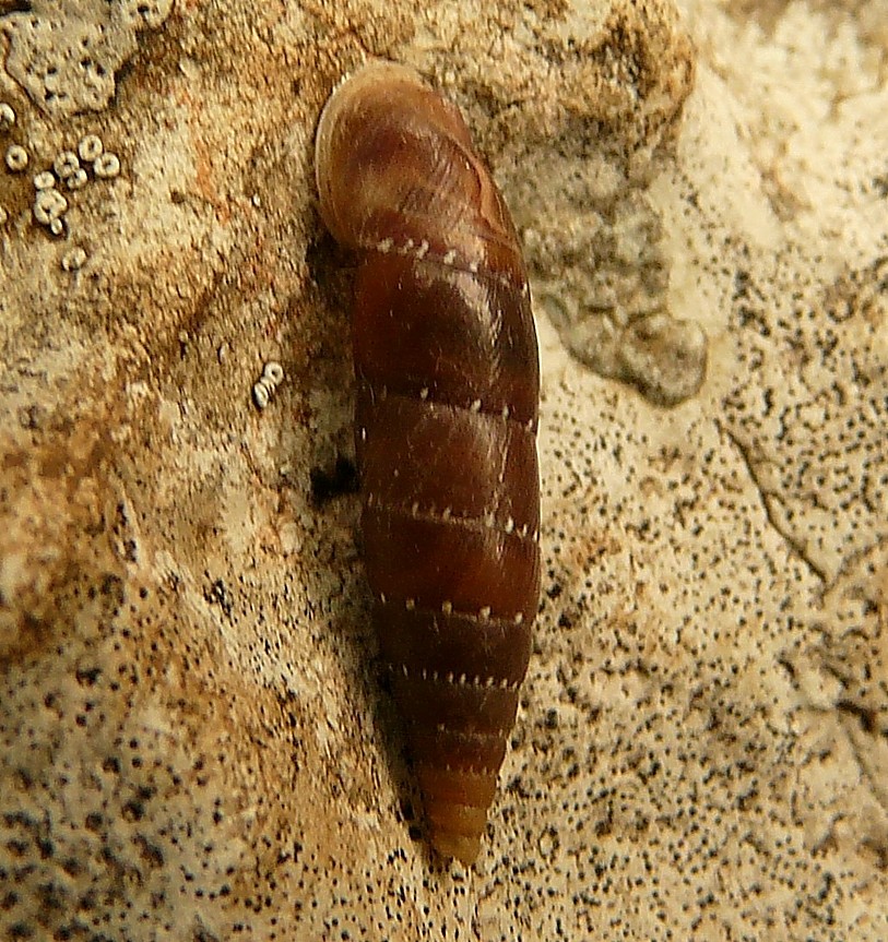 Siciliaria gibbula dal gargano